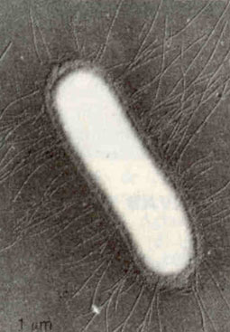 Cat&aacute;logo de Bacterias